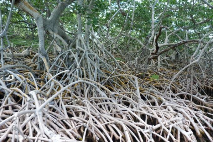 image Manglar