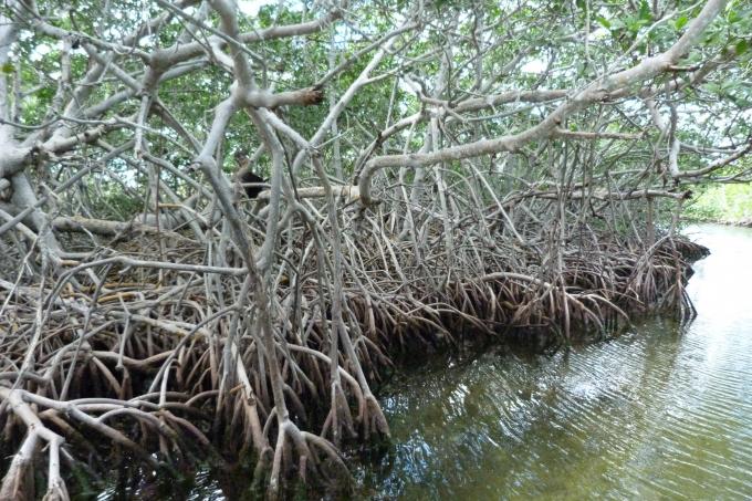 image Manglar