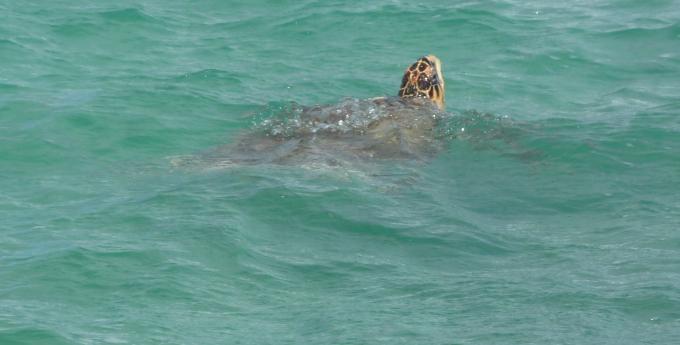 image Tortuga boba nadando