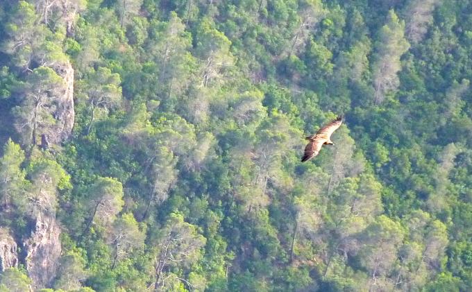 Parque natural de las Sierras de Cazorla, Segura y Las Villas