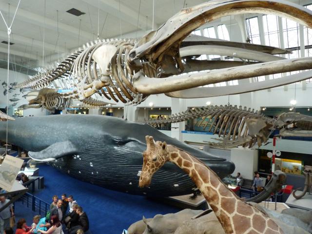 image Museo de historia natural