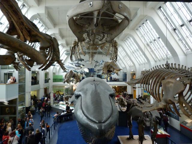 image Museo de historia natural