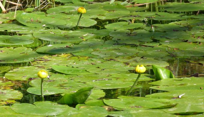 image Parque natural del Cañón del Río Lobos