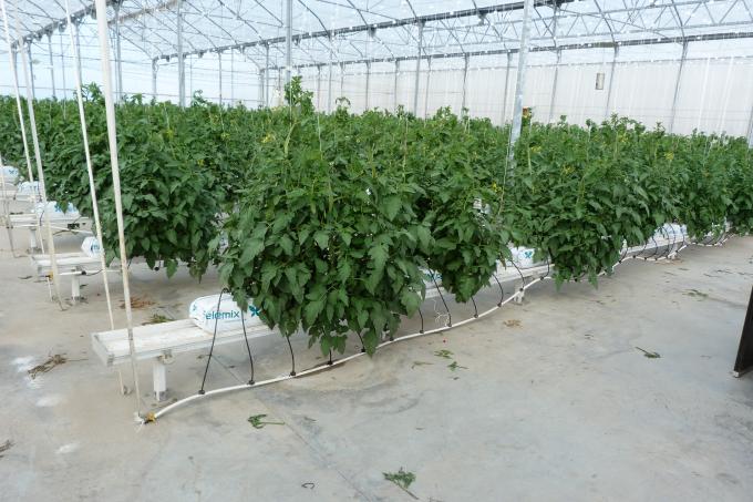 image Finca Las Palmerillas