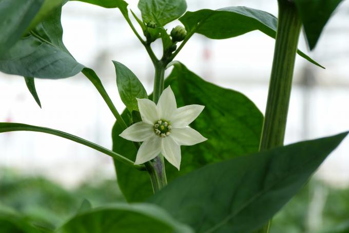 image Flor de jalapeño