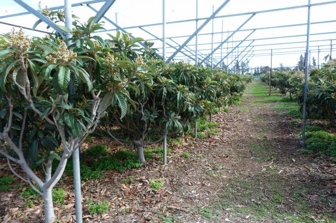 image Finca Las Palmerillas