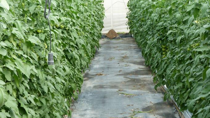 image Finca Las Palmerillas