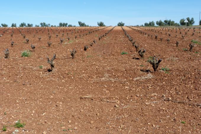 image Vinedos de Extremadura