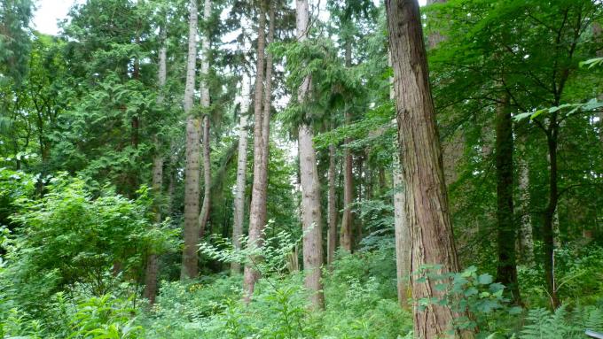 image Vegetación de Escocia