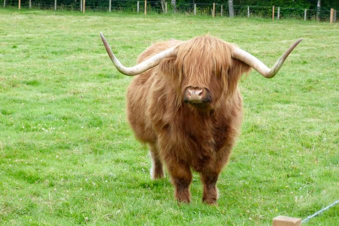 image Vaca de las tierras altas