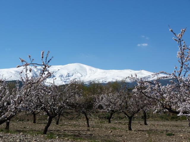 image Almendros en flor y Sierra nevada