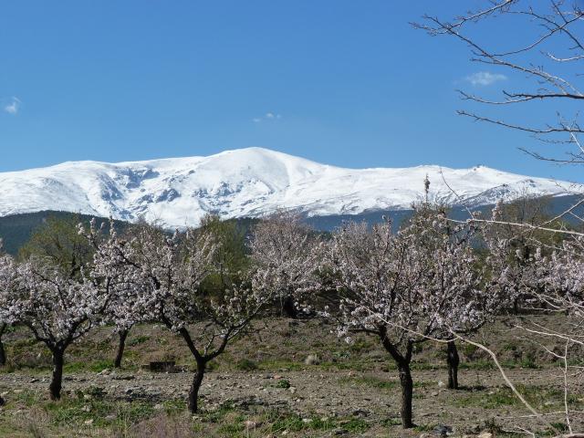 image Almendros en flor y Sierra Nevada