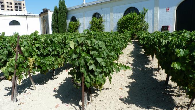 image Bodegas Gonzales Byass