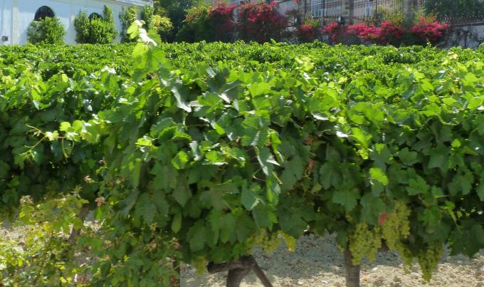 image Bodegas Gonzales Byass