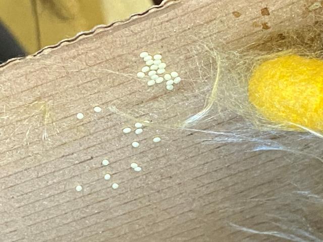 image huevos gusano de seda