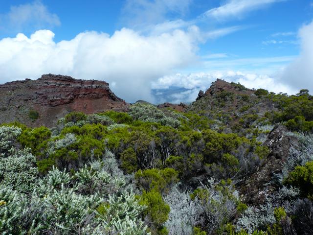 image Vegetación del volcán de Reunión (Francia)