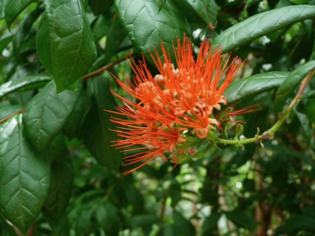 image La flor de Ariza