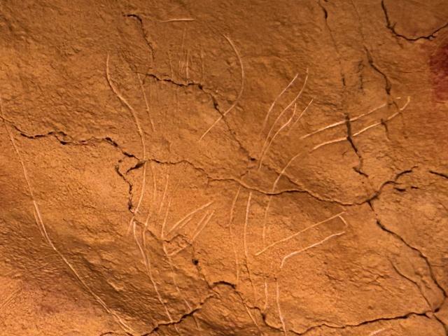 image Cuernos de ciervos