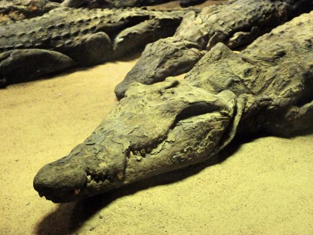 image Cocodrilo momificado