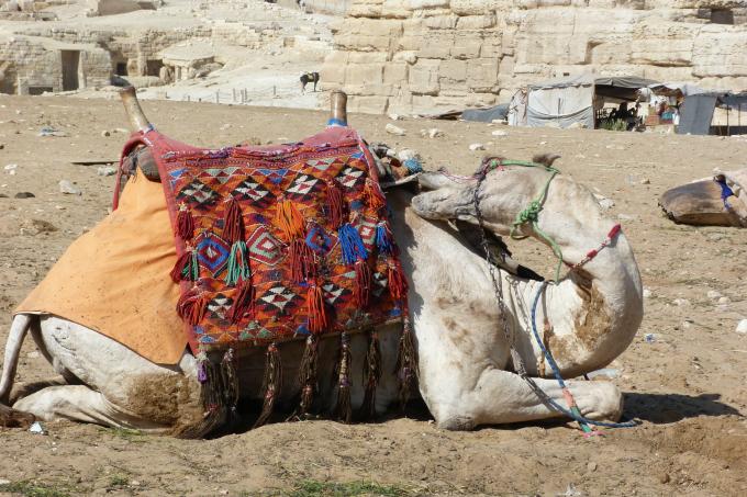 Camello en Egipto