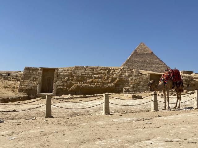 Camello con pirámides