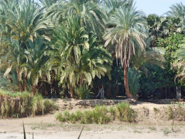 image Paisaje de palmeras