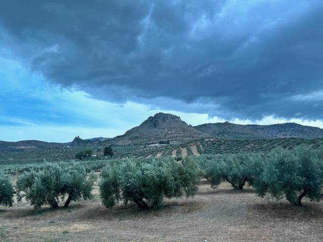 image Campo de olivos
