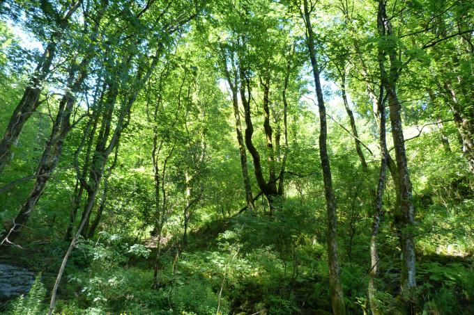 image Bosque de Plitvice