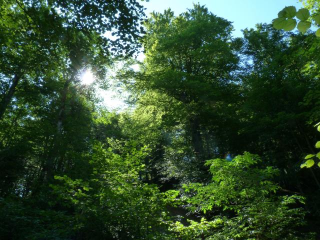 image Bosque de Plitvice