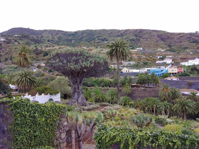 image Drago de Icod de los Vinos