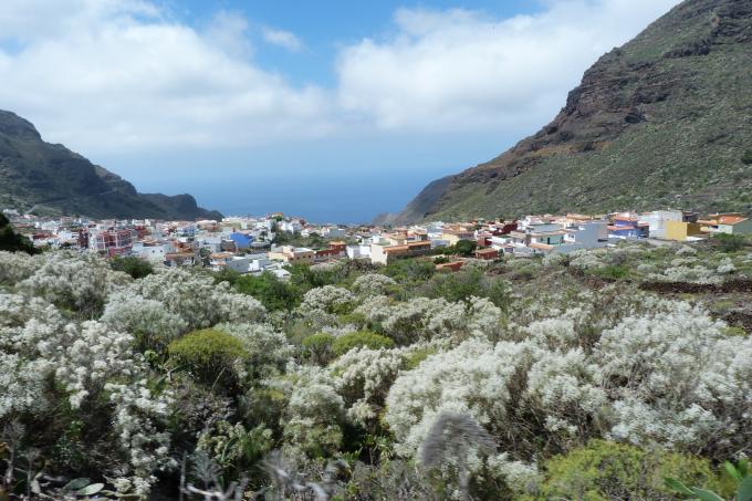 Vegetación de Tenerife