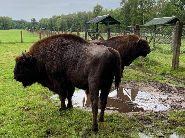 image Bisonte