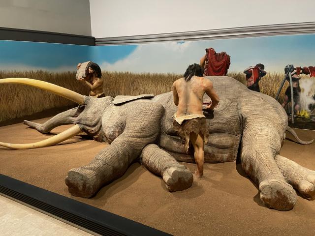 image Museo Paleontológico de Castilla-La Mancha