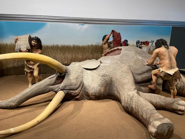 image Museo Paleontológico de Castilla-La Mancha