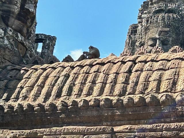 image Monos en los tejados de Bayón