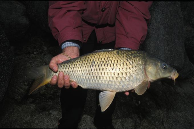 image Barbo (Barbus sp.)