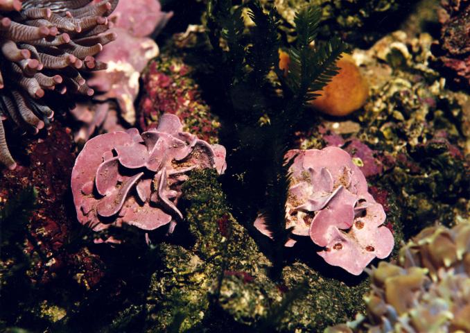 image Alga calcárea (Mesophyllum sp.)