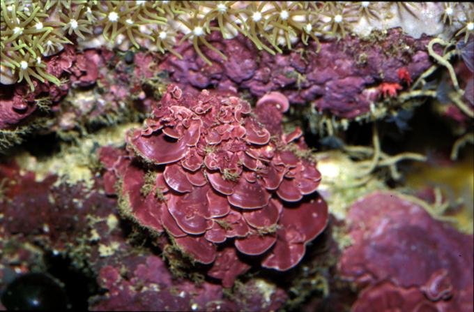 image Alga calcárea (Mesophyllum sp.)