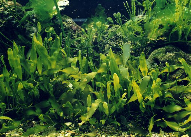 image Caulerpa (Caulerpa sp.)