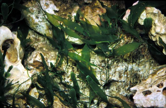 image Caulerpa (Caulerpa sp.)