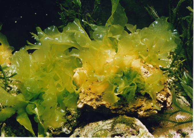 image Alga verde (Clorofíceas)