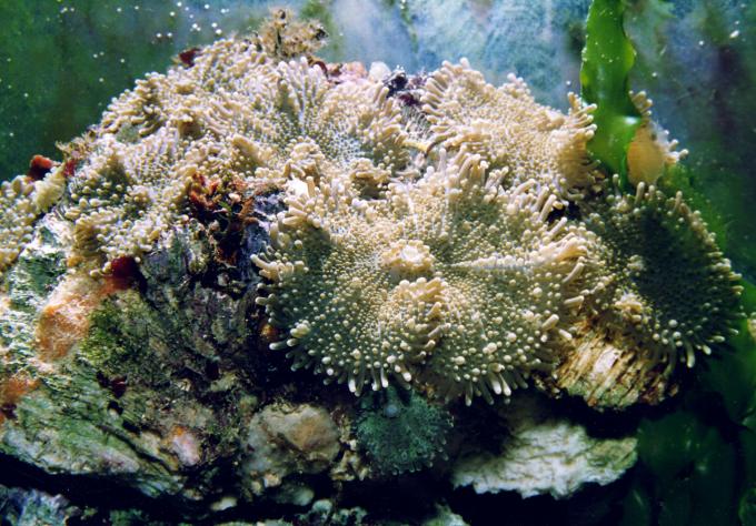 image Anémona de disco (Actinodiscus sp.)