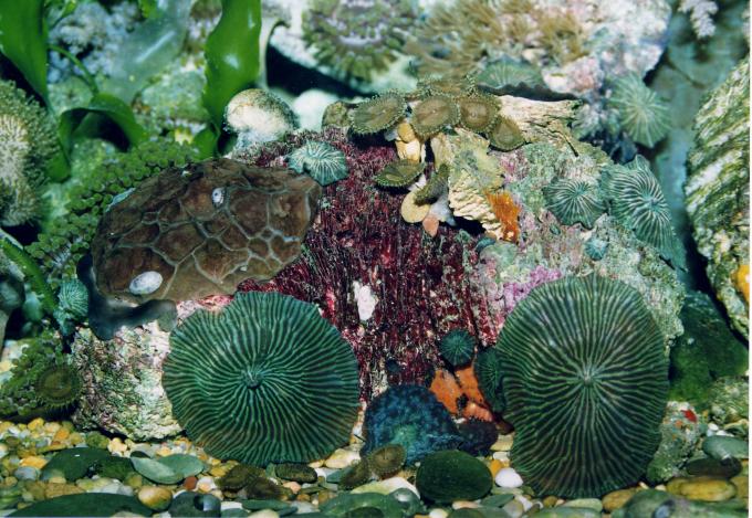 image Anémona de disco (Actinodiscus sp.)