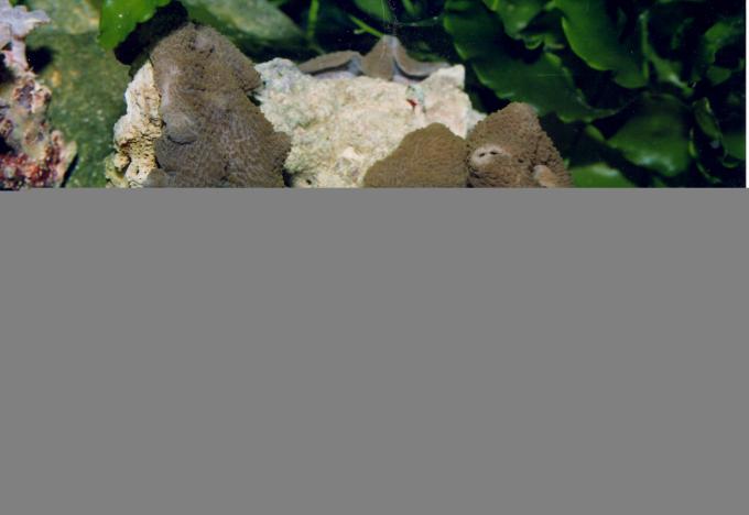 image Anémona de disco (Actinodiscus sp.)