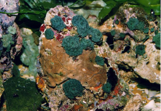 image Anémona de disco (Actinodiscus sp.)