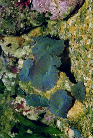 image Anémona de disco (Actinodiscus sp.)