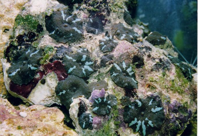 image Anémona de disco (Actinodiscus sp.)