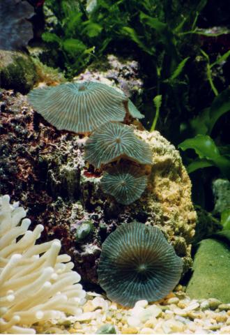 image Anémona de disco (Actinodiscus sp.)