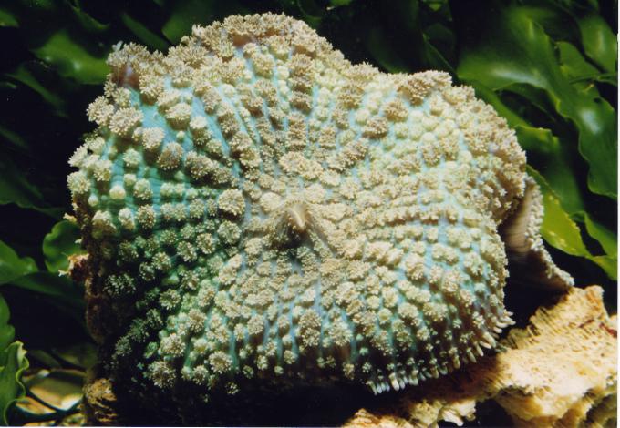 image Seta de mar (Discosoma sp.)