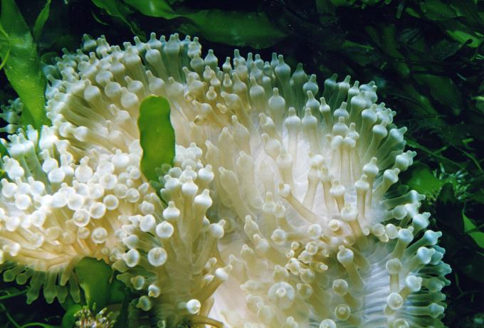 image Anémona burbuja (Entacmea quadricolor)